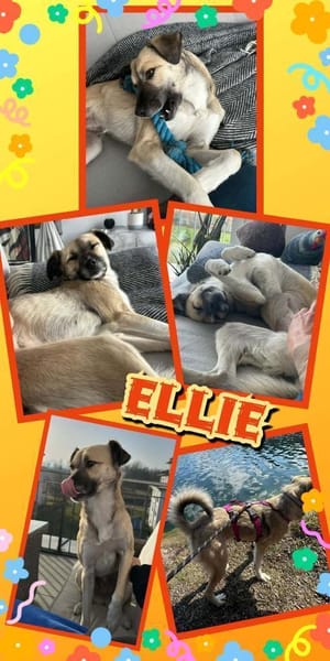 Traumhündin Ellie auf PS in 83059
