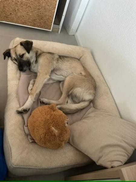 Traumhündin Ellie auf PS in 83059