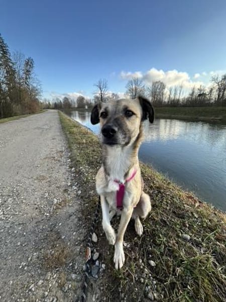 Traumhündin Ellie auf PS in 83059