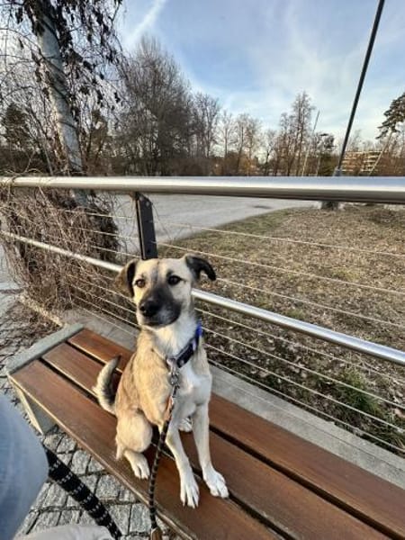 Traumhündin Ellie auf PS in 83059