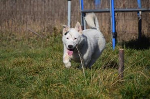 Danilo - vorsichtig & verschmust