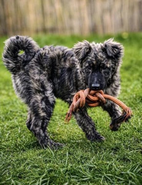 Villiam- liebevoller Rüde , 6 Monate alt