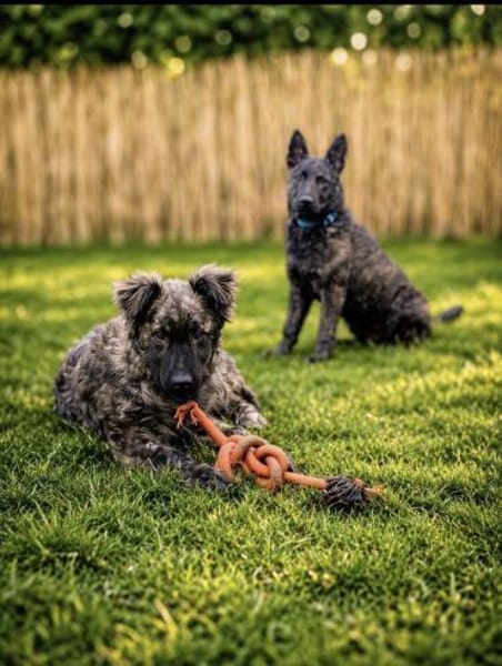 Villiam- liebevoller Rüde , 6 Monate alt