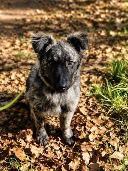 Villiam- liebevoller Rüde , 6 Monate alt