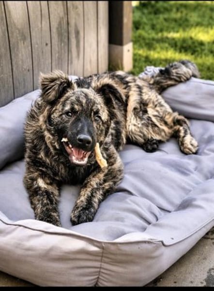 Villiam- liebevoller Rüde , 6 Monate alt