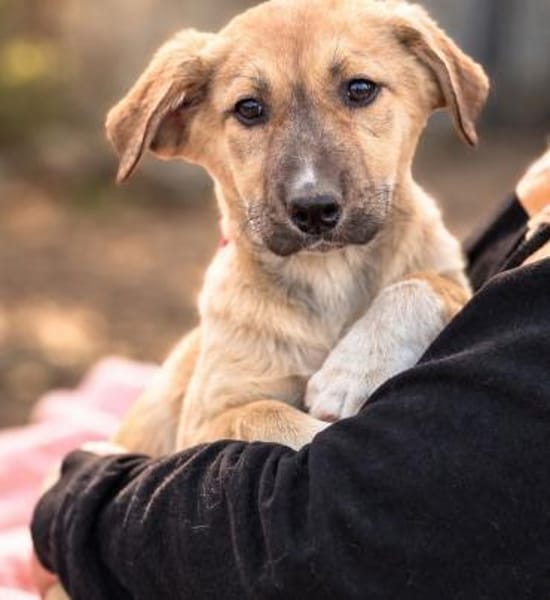 Nevio-Kleiner Entdecker sucht sein Glück