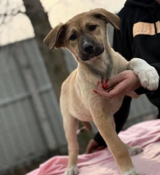 Nevio-Kleiner Entdecker sucht sein Glück