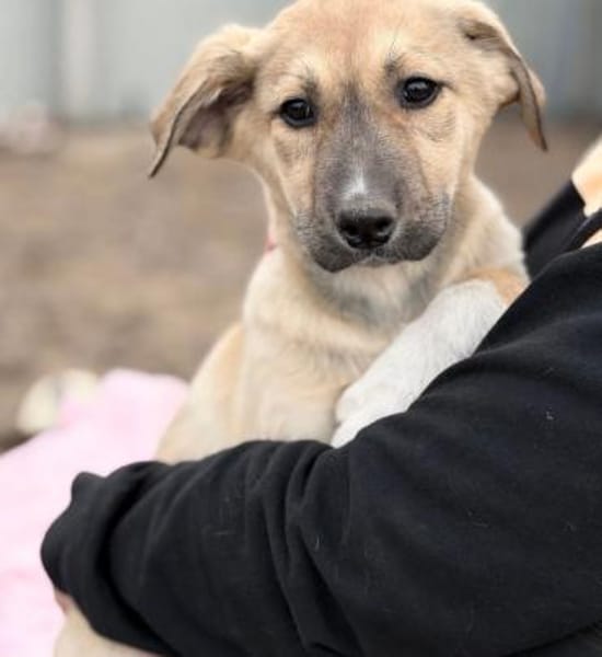 Nevio-Kleiner Entdecker sucht sein Glück