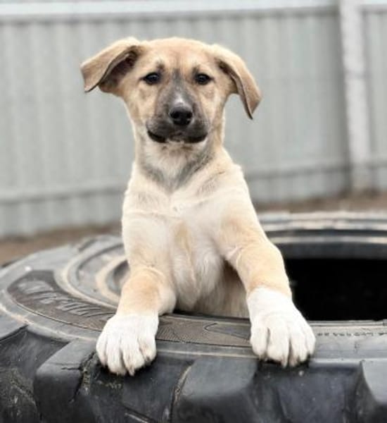 Nevio-Kleiner Entdecker sucht sein Glück
