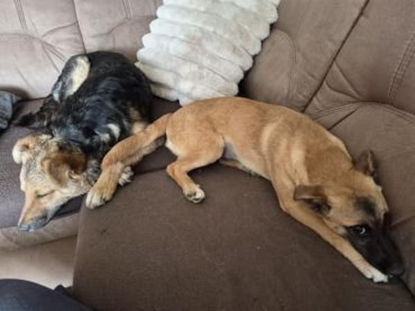 Aylasucht ihre Menschen