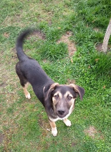 Bolt  Allein gelassen im Welpenalter