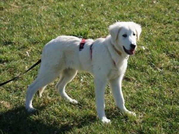 Körbchen für Nekkar gesucht