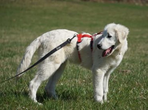 Körbchen für Nekkar gesucht