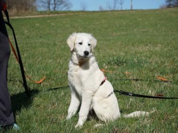 Körbchen für Nekkar gesucht