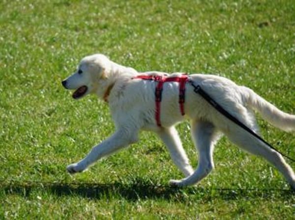 Körbchen für Nekkar gesucht