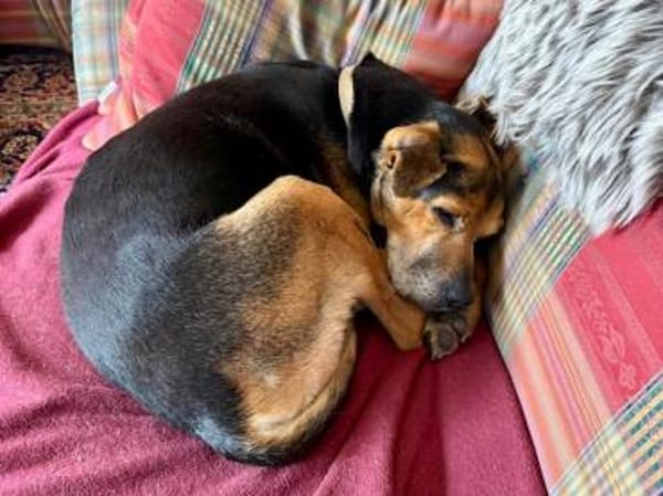 Nehmen Sie Butz bei sich auf?