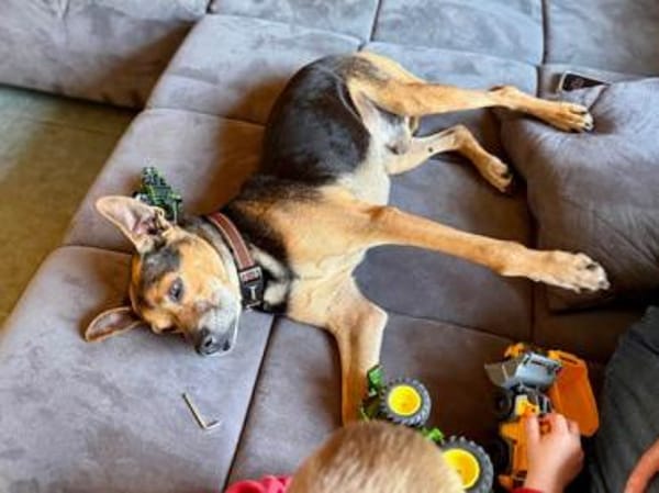 Nehmen Sie Butz bei sich auf?