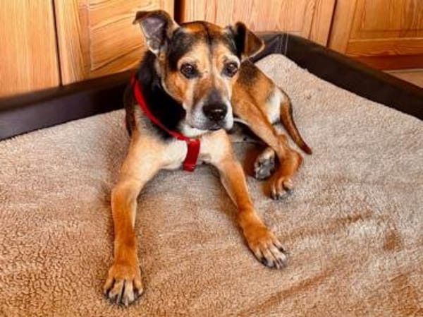 Nehmen Sie Butz bei sich auf?