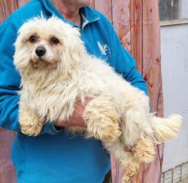 Ildiko° in 65195 Wiesbaden