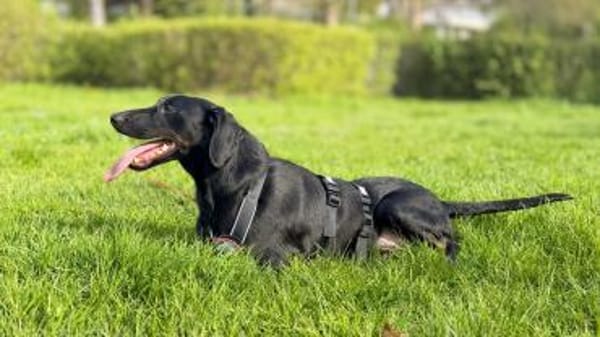 💙Cormac💙 such sein Zuhause