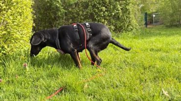 💙Cormac💙 such sein Zuhause