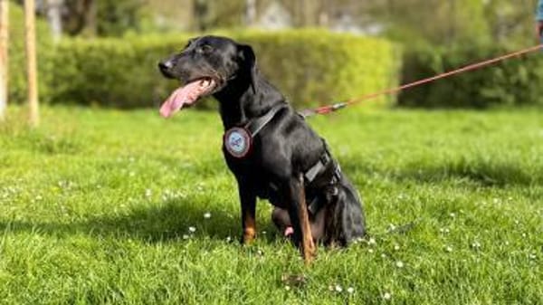 💙Cormac💙 such sein Zuhause