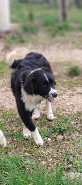 Leni 💛💛💛 liebes Zuhause gesucht