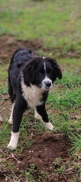 Leni 💛💛💛 liebes Zuhause gesucht