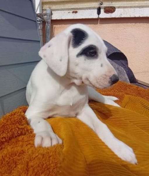 Sjaakie - aus großer Not gerettet