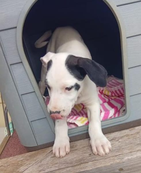 Sjaakie - aus großer Not gerettet