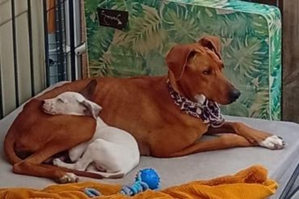 Sjaakie - aus großer Not gerettet