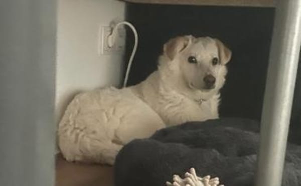 Sanfte und feinfühlige Lita sucht Zuhaus