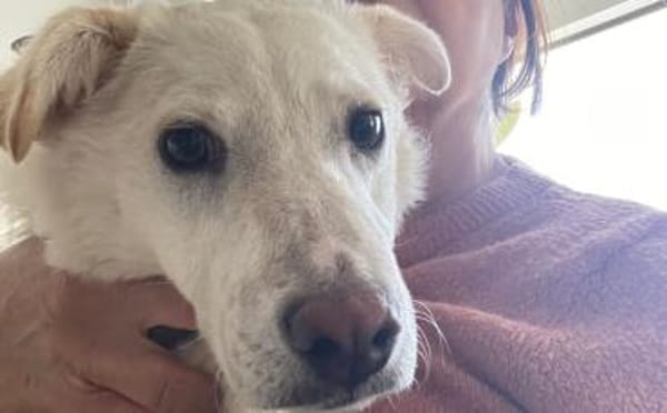 Sanfte und feinfühlige Lita sucht Zuhaus