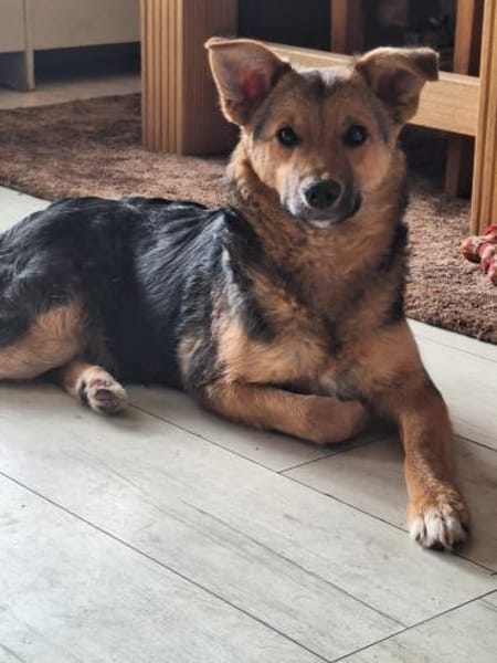 Max sucht ein schönes Zuhause