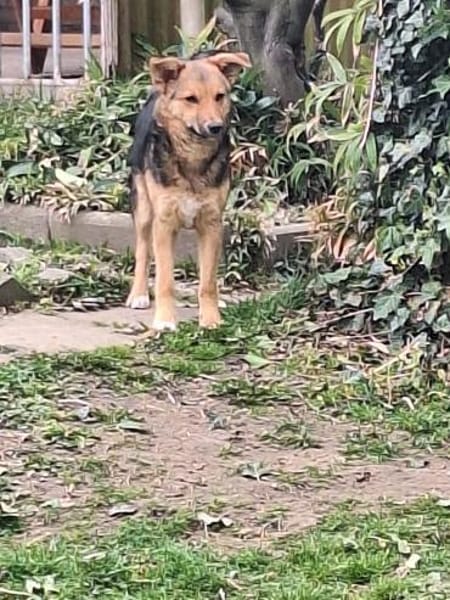 Max sucht ein schönes Zuhause