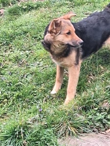 Max sucht ein schönes Zuhause