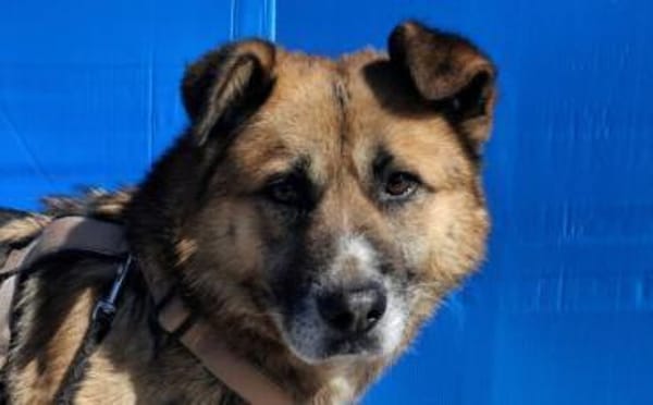 Halvar sucht eine ruhiges Zuhause