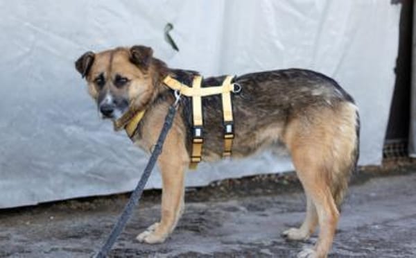 Halvar sucht eine ruhiges Zuhause