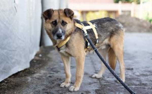 Halvar sucht eine ruhiges Zuhause