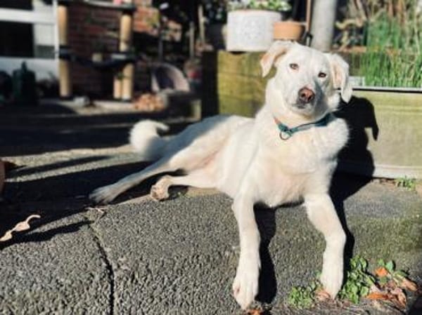 Liebenswerte Oya sucht Zuhause