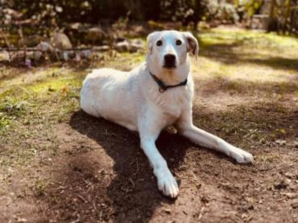 Liebenswerte Oya sucht Zuhause