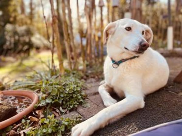 Liebenswerte Oya sucht Zuhause