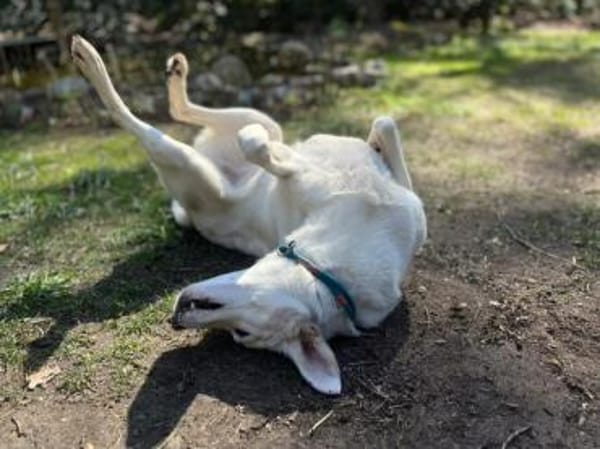 Liebenswerte Oya sucht Zuhause