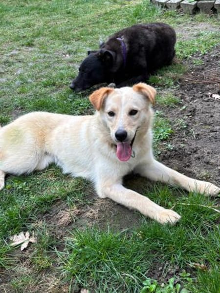 Zaria - Traumhündin zum Verlieben