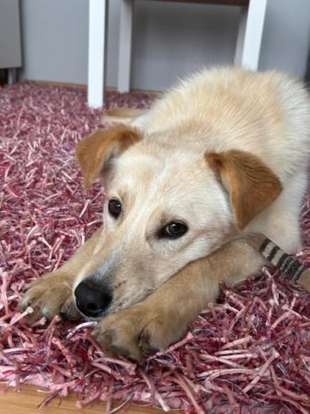 Zaria - Traumhündin zum Verlieben