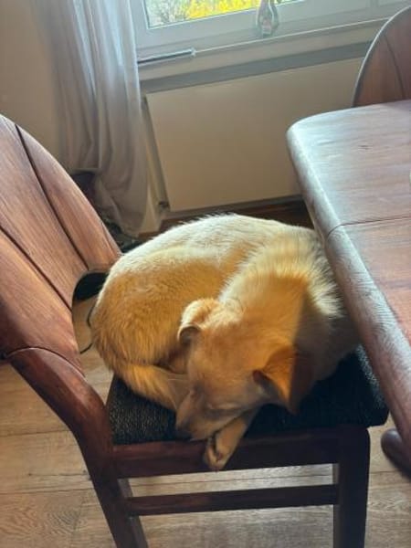 Zaria - Traumhündin zum Verlieben