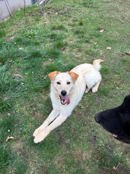 Zaria - Traumhündin zum Verlieben