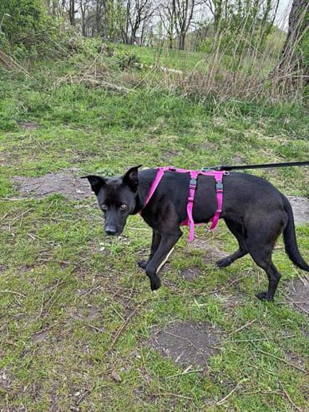 Bella auf einer Pflegestelle