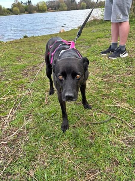 Bella auf einer Pflegestelle