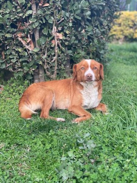 Polpetta 💜💜💜 sanfte, anhängliche Hünd